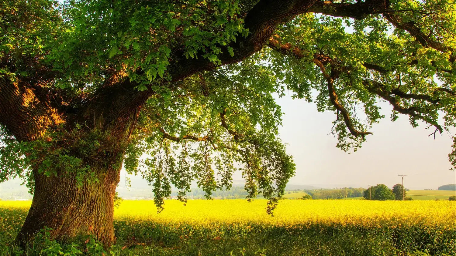 Are There Toxic Trees on Your Horse Farm?