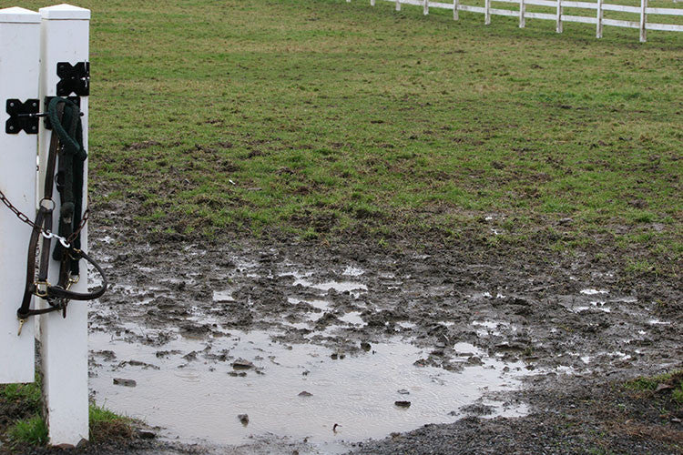 Mud Management on Horse Farms: Methods and Poll Results