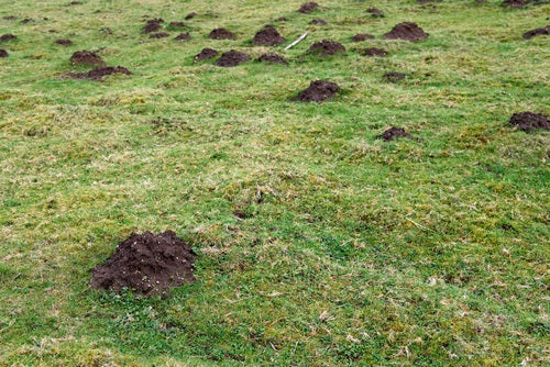 burrowing rodents in pastures