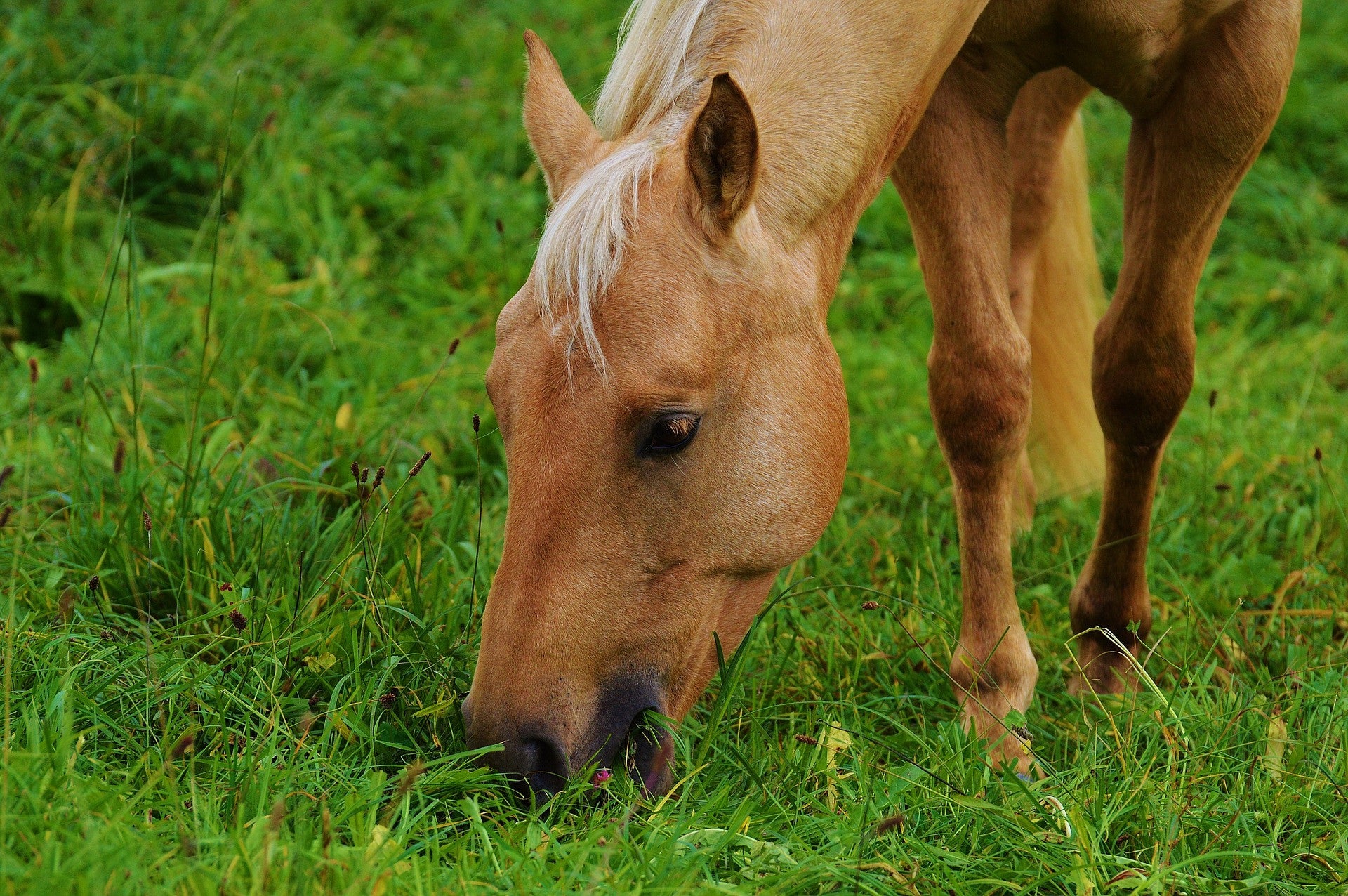  Spring Pasture Management