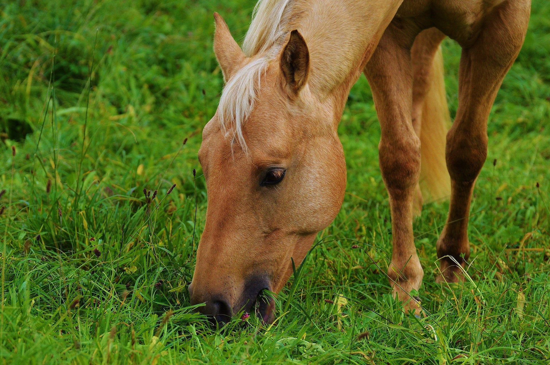 Spring Pasture Management