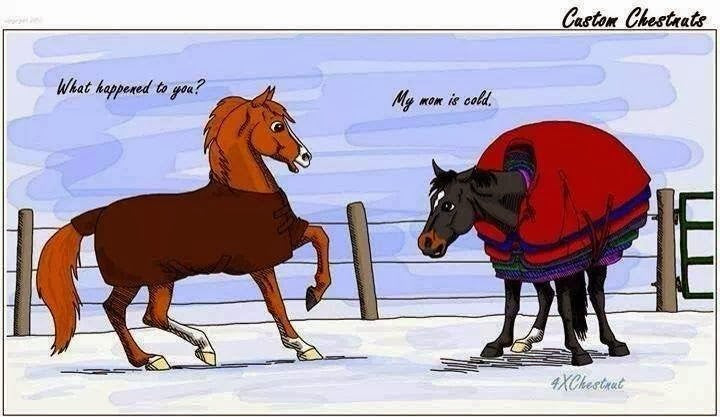 Blanketing Horses: 3 Things to Consider Before Covering Them Up