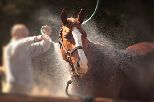 horses in summer