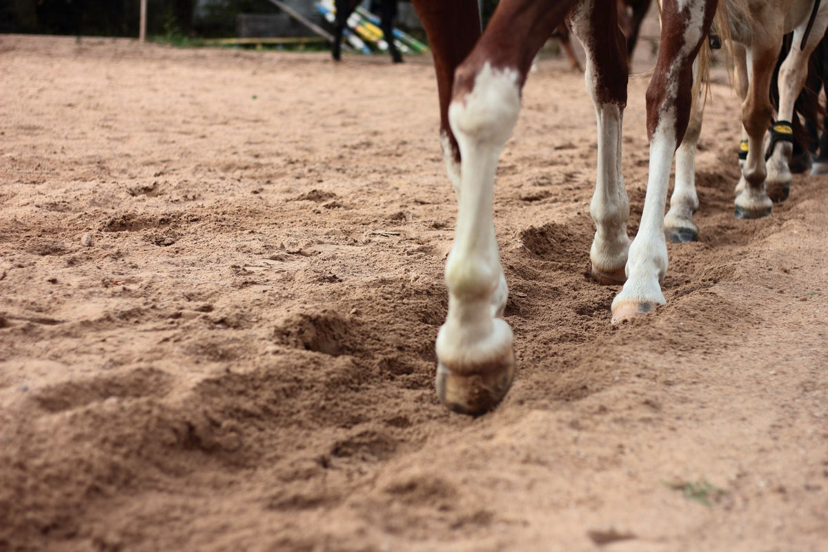 Close-up of a horse's bare front hoof landing on firm sandy ground mid-stride