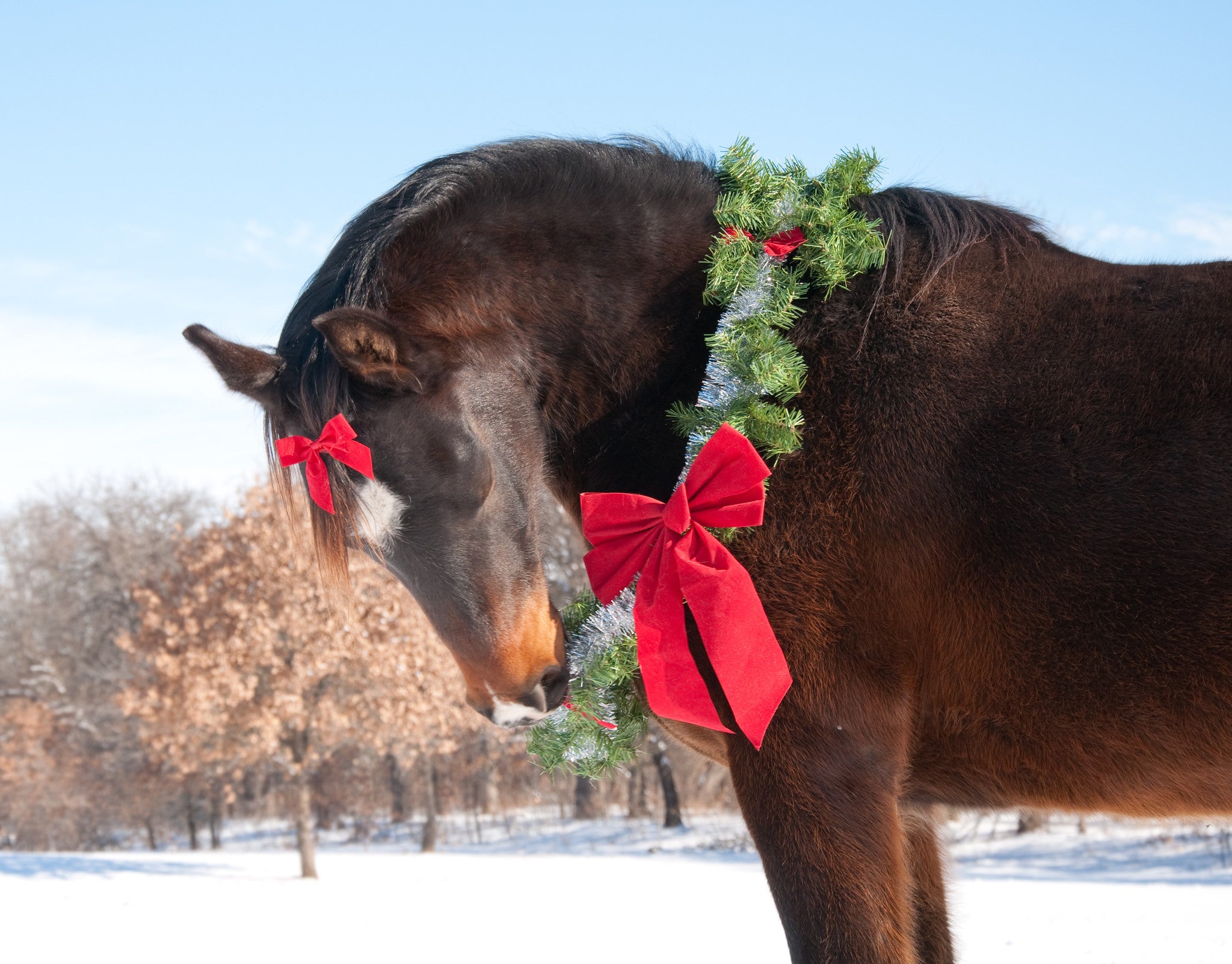 Safe Holiday Barn Decorating – Plants that are Poisonous to Horses