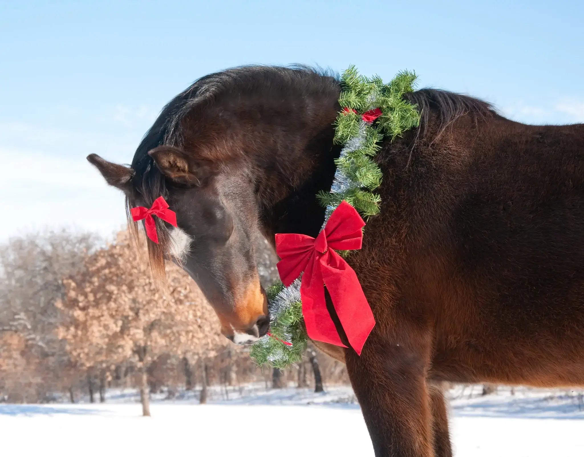 Safe Holiday Barn Decorating – Plants that are Poisonous to Horses