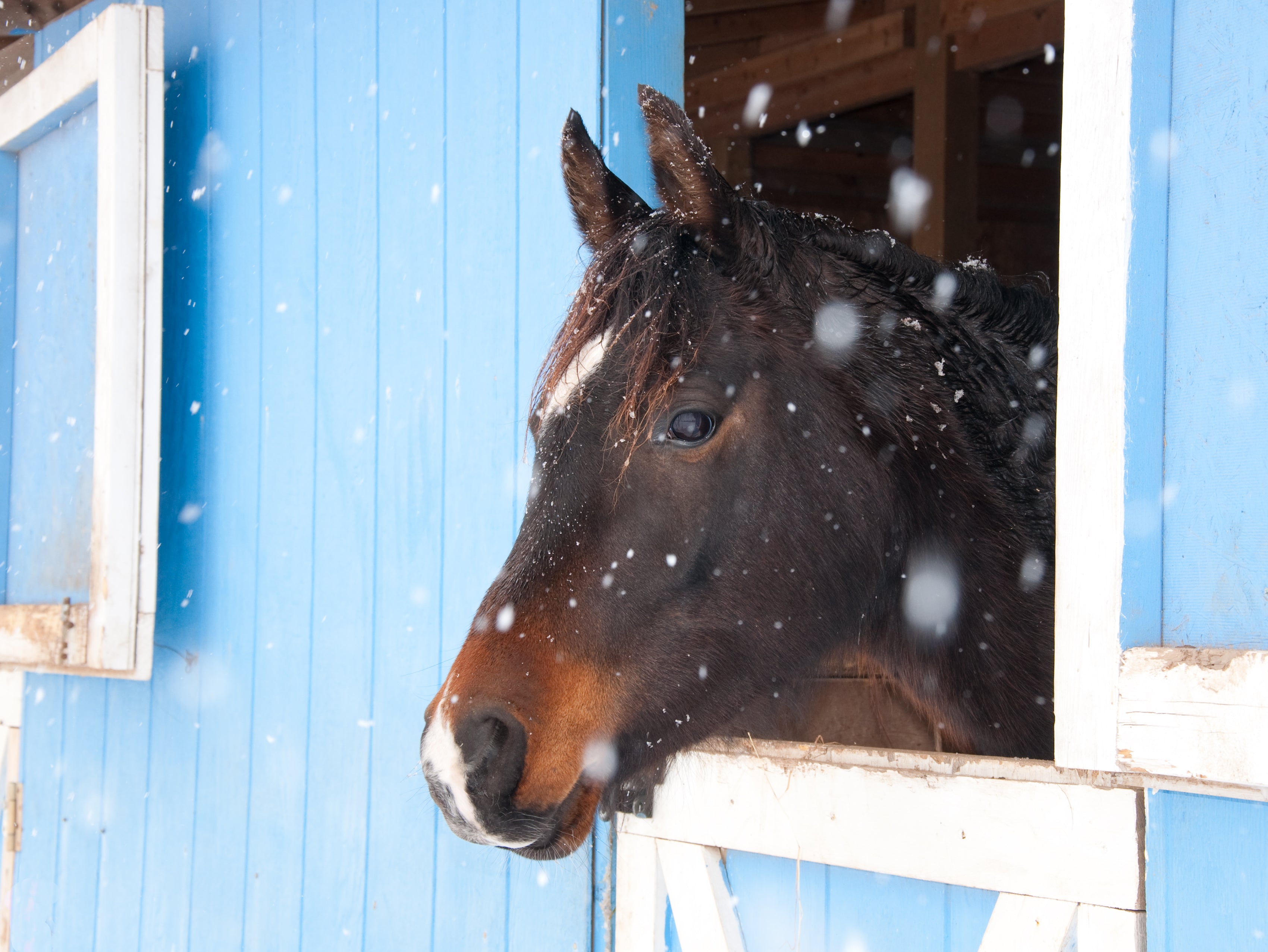 Winter Safety for Your Horse’s Run