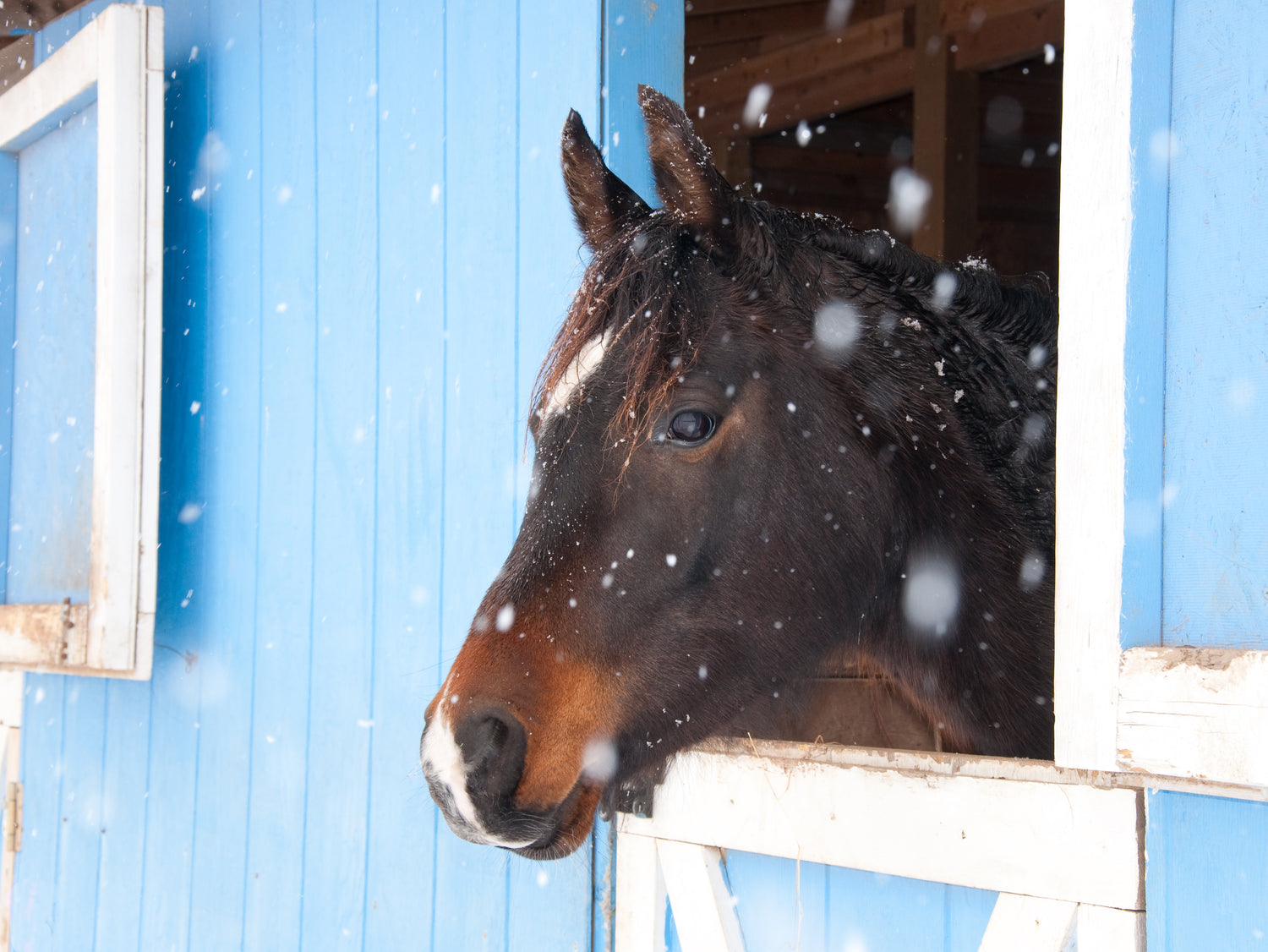 Winter Safety for Your Horse’s Run