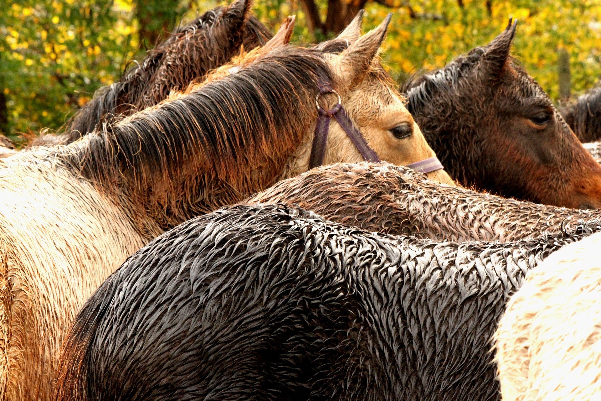 Moist weather leads to skin conditions in horses