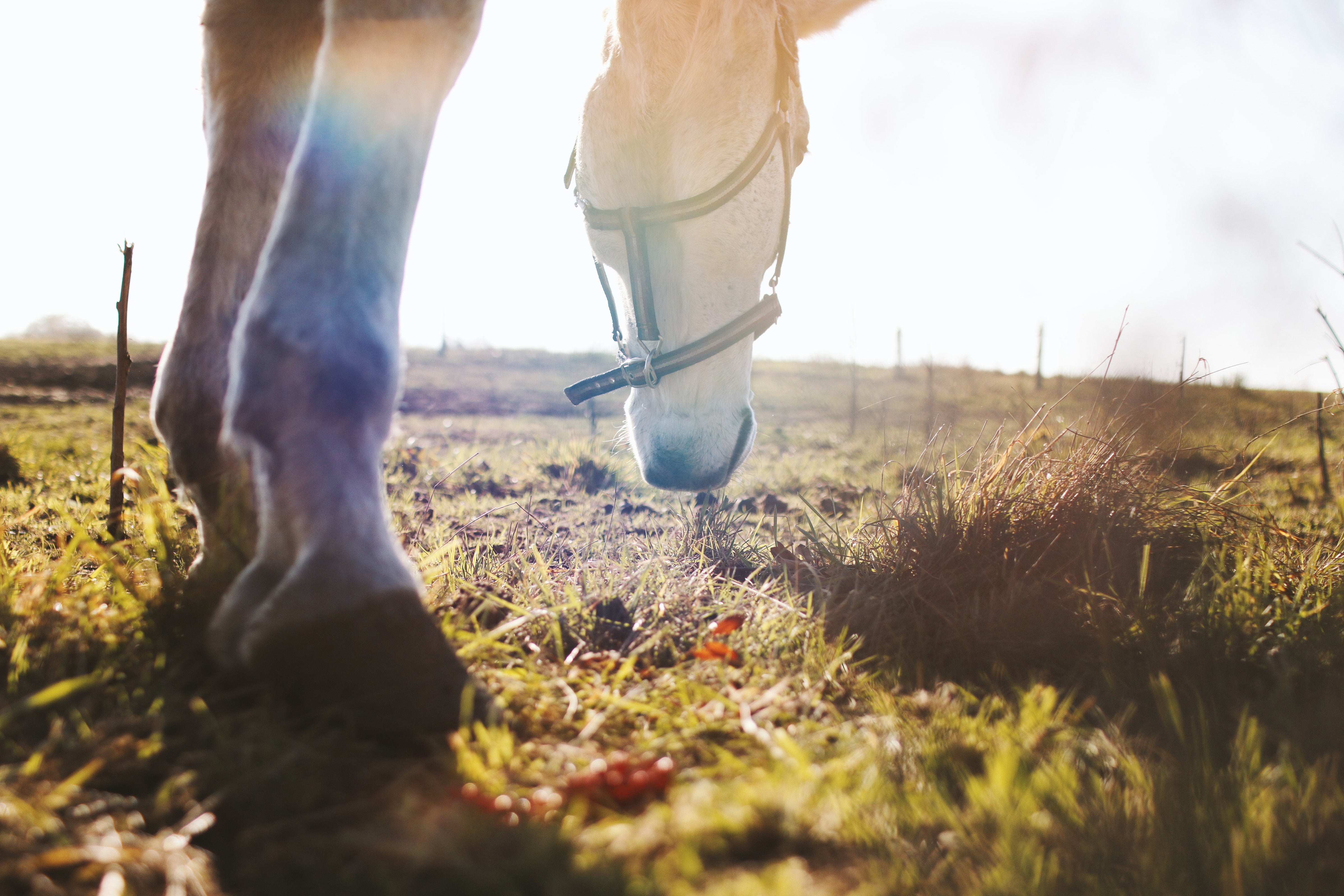 Creating a Smart HUA for Successful Pasture Management