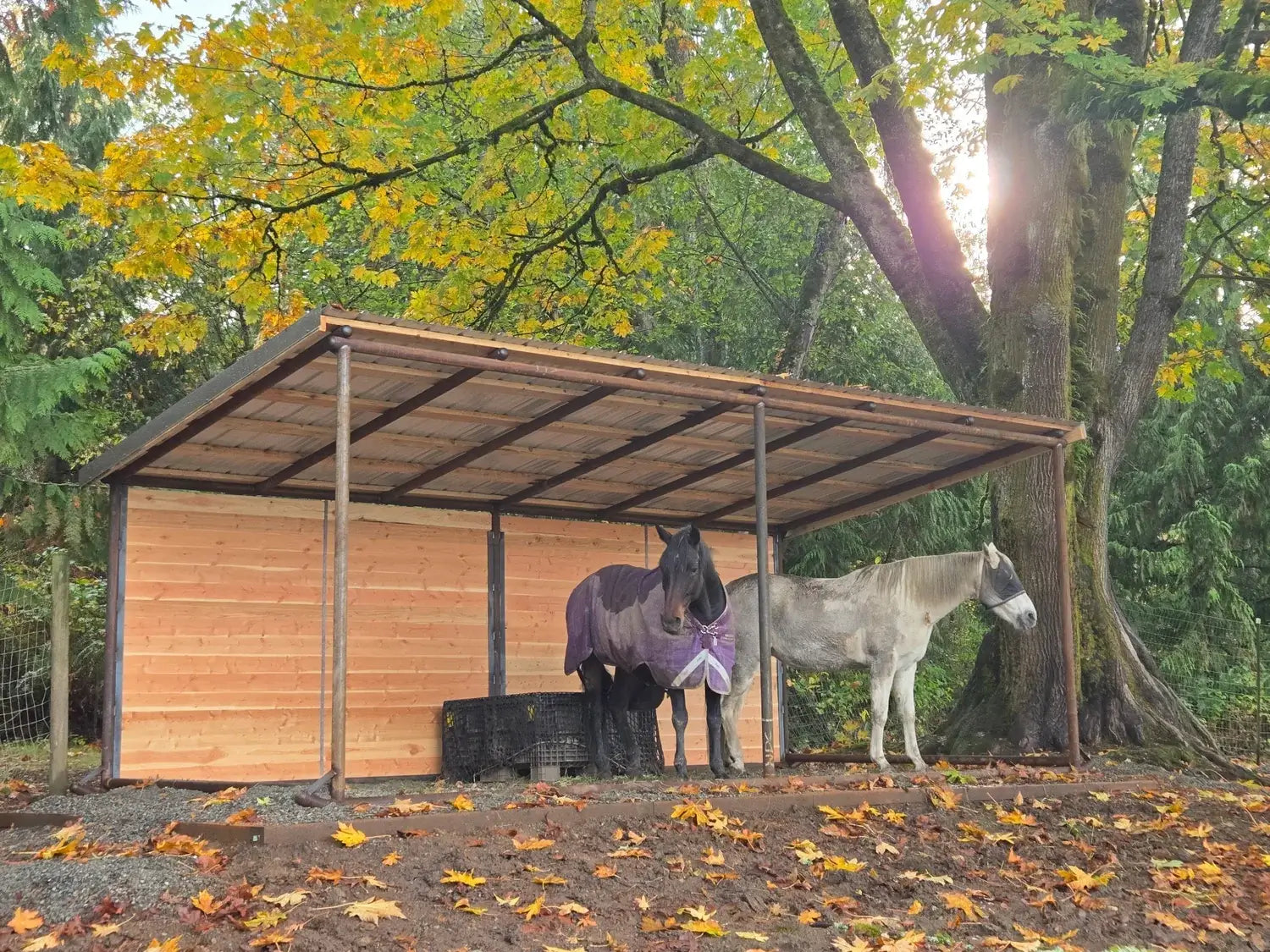 Run-In Shed Transformations: Details That Improve Your Horse's Shelter