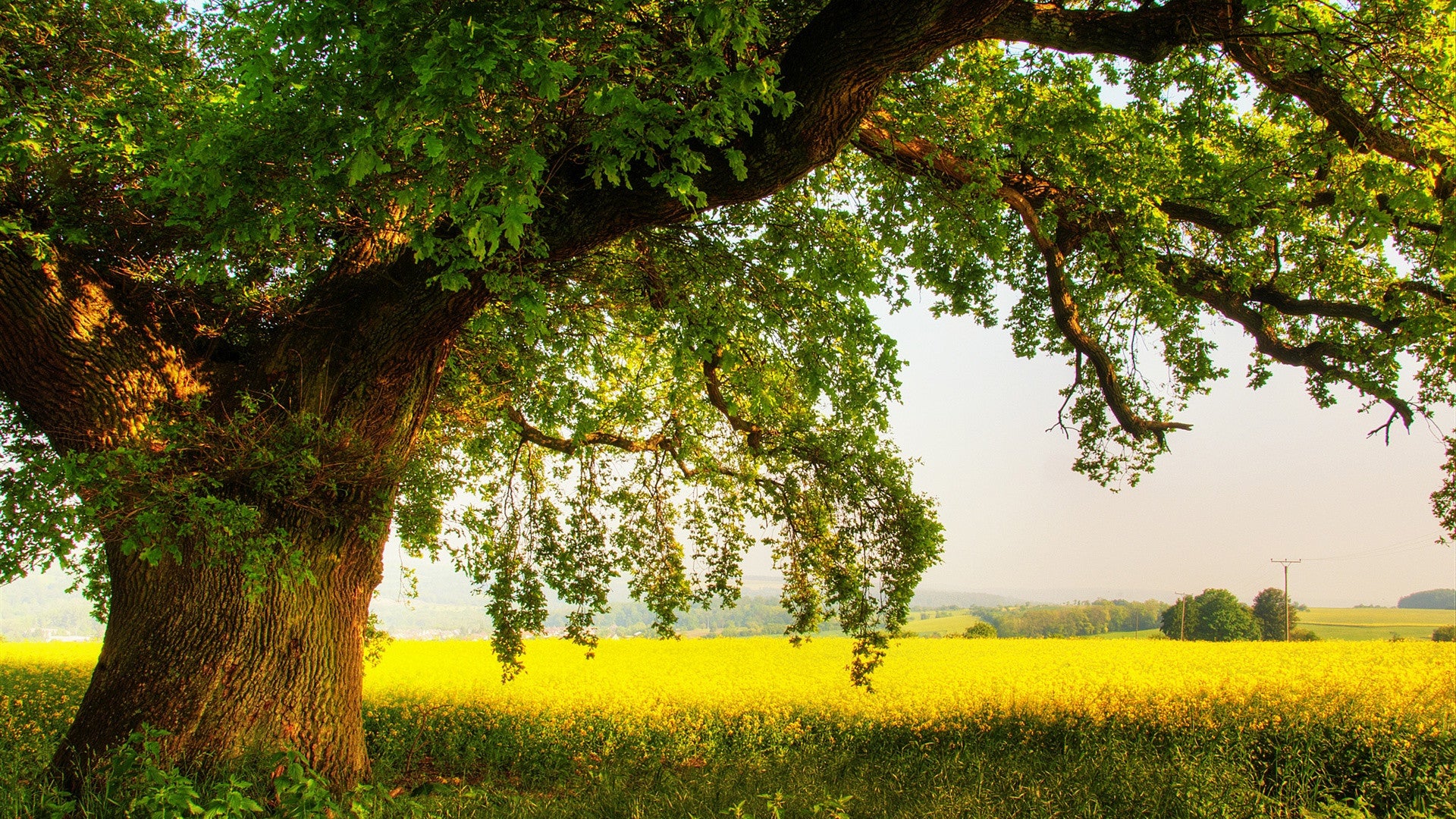Are There Toxic Trees on Your Horse Farm?