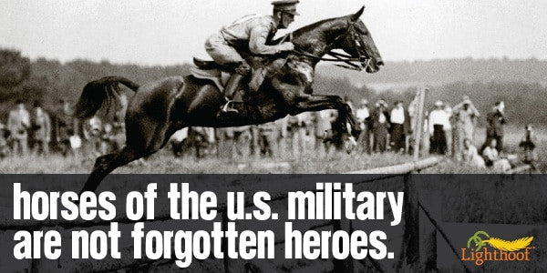 Honoring Horses on Veterans Day