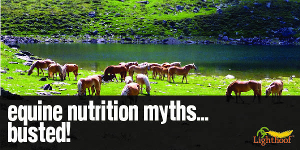 6 Old and New Myths About Equine Nutrition