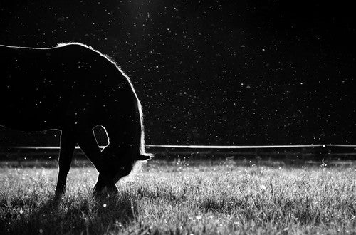 Tips to help with barn fly control