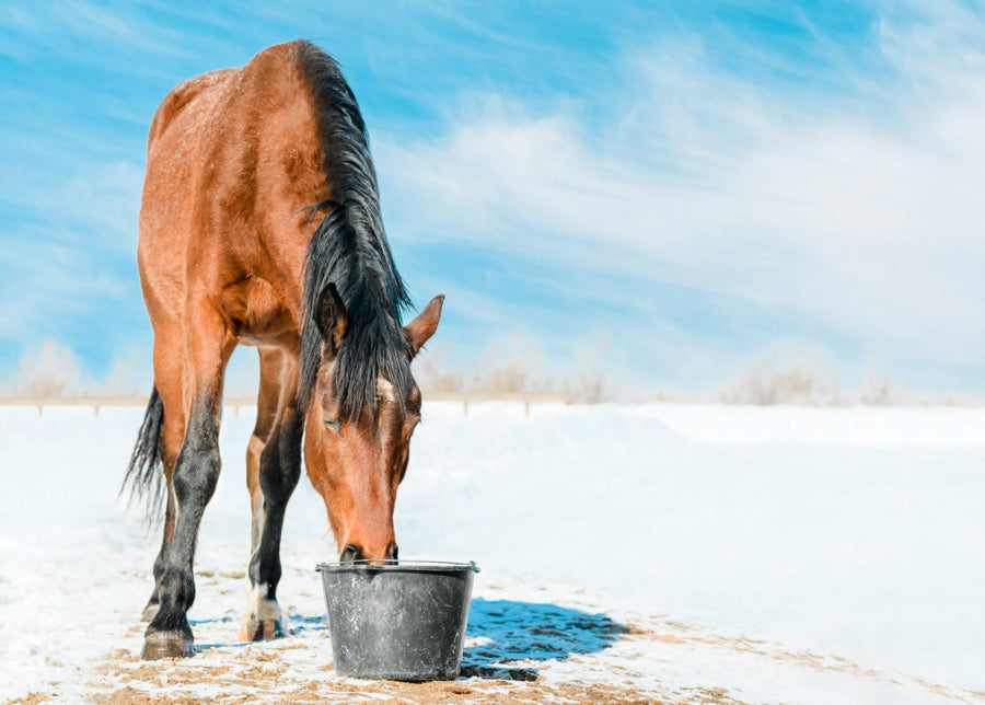 5 Ways to Encourage Your Horse to Drink During Cold Weather