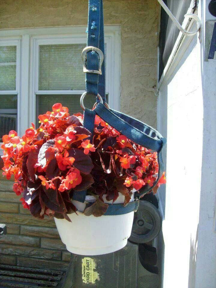 Turn Old Horse Halters into Plant Hangers
