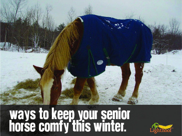 Old Man Winter: 4 Tips to Keep Your Senior Horse Comfortable in Cold Weather