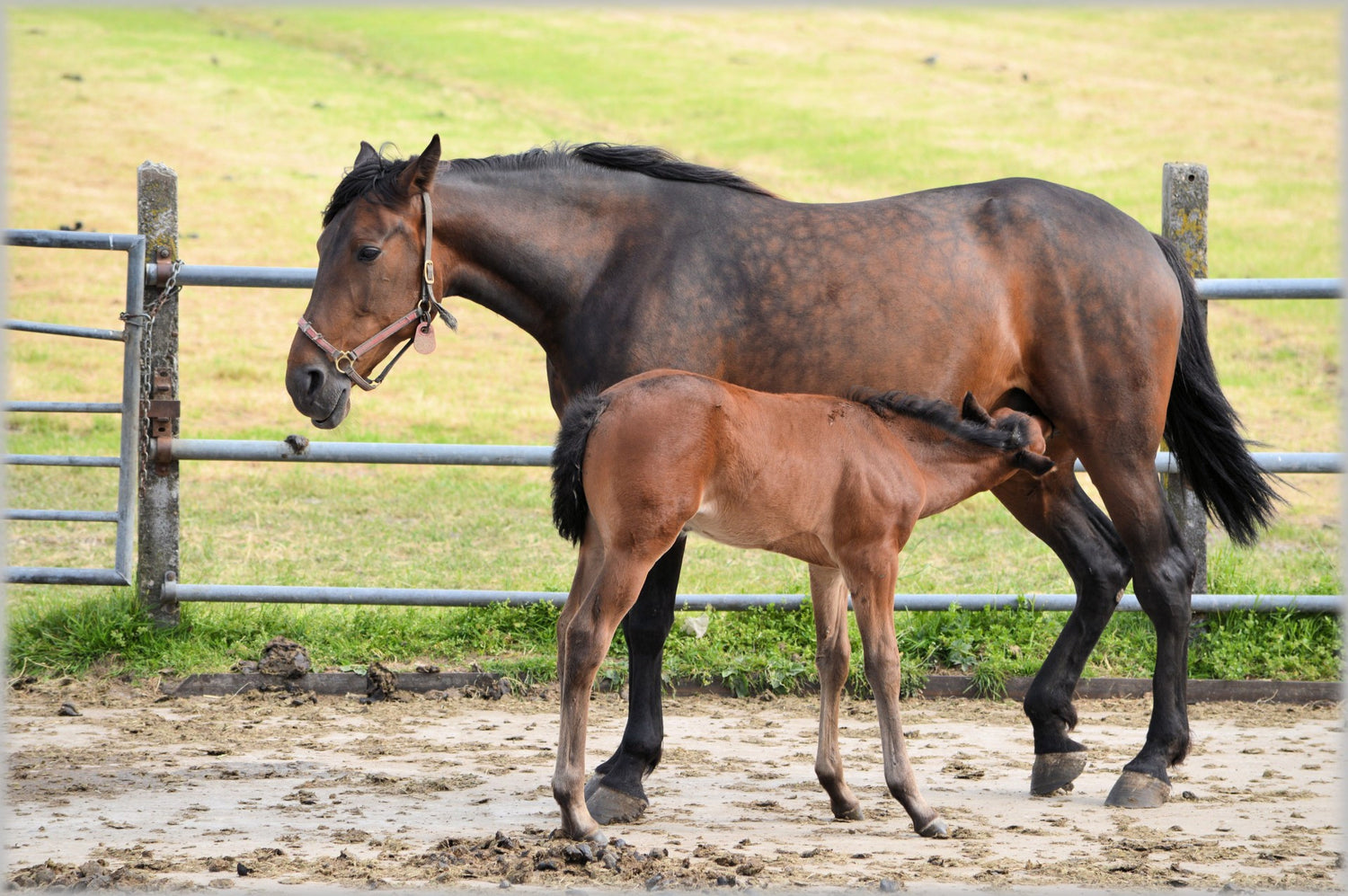 foaling paddock