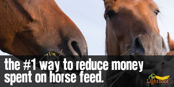 The #1 Way to Reduce Feed Costs