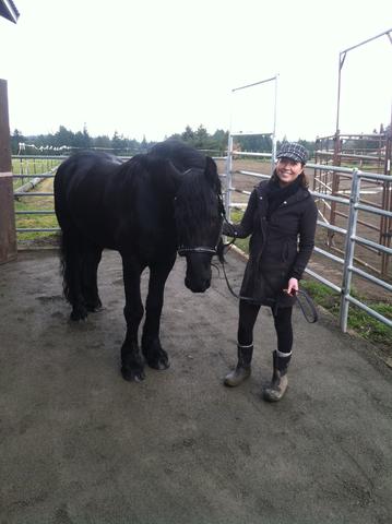 Friesian Stallion Protects His Feathers