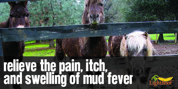 A Basic Mud Fever Treatment Plan