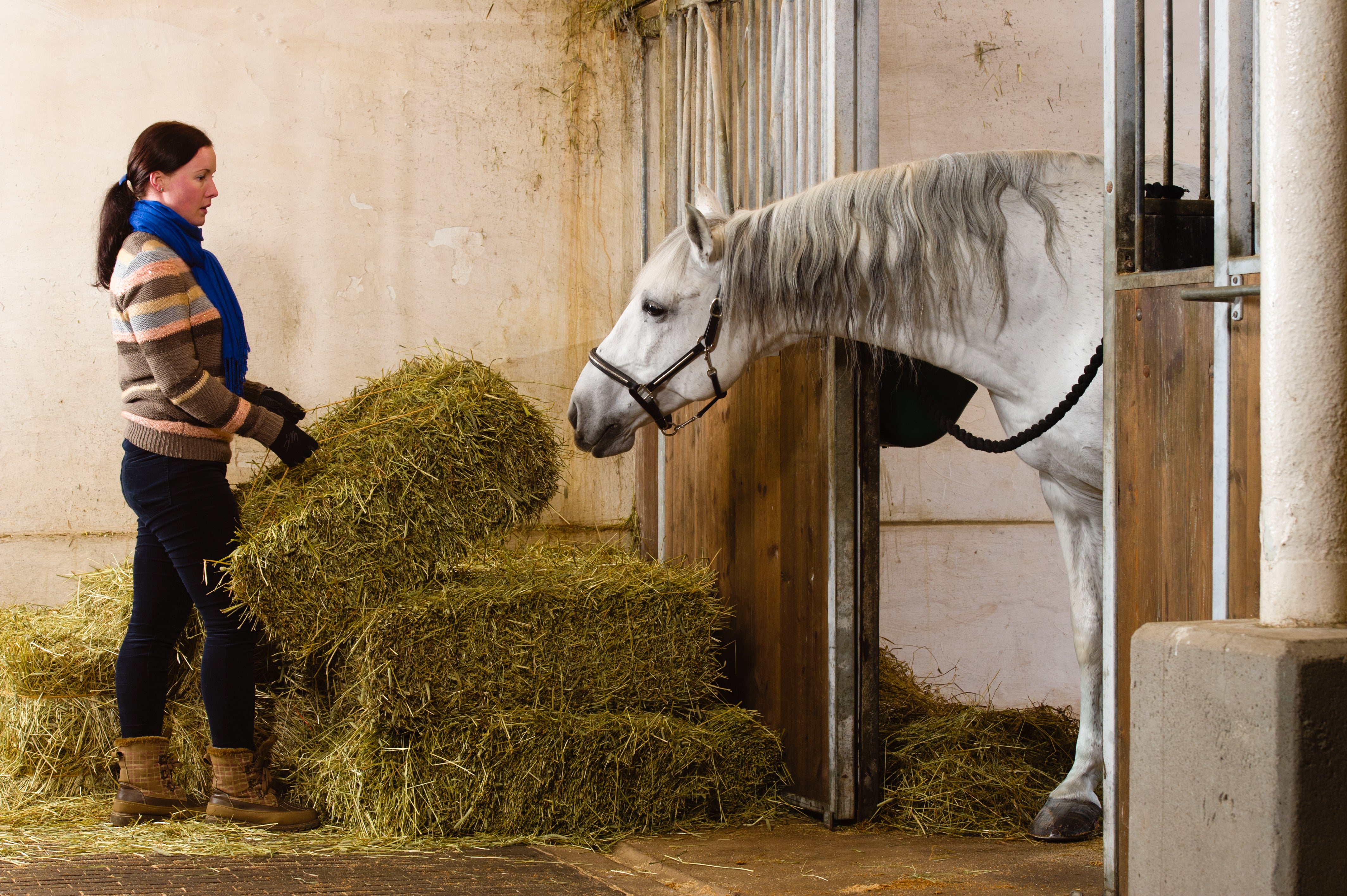 5 Ways to Design Your Stable to Save You Time on Chores