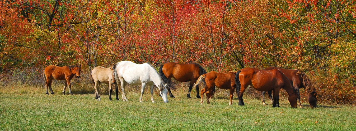 Fall Pasture Management: Preparing Your Fields for Next Year