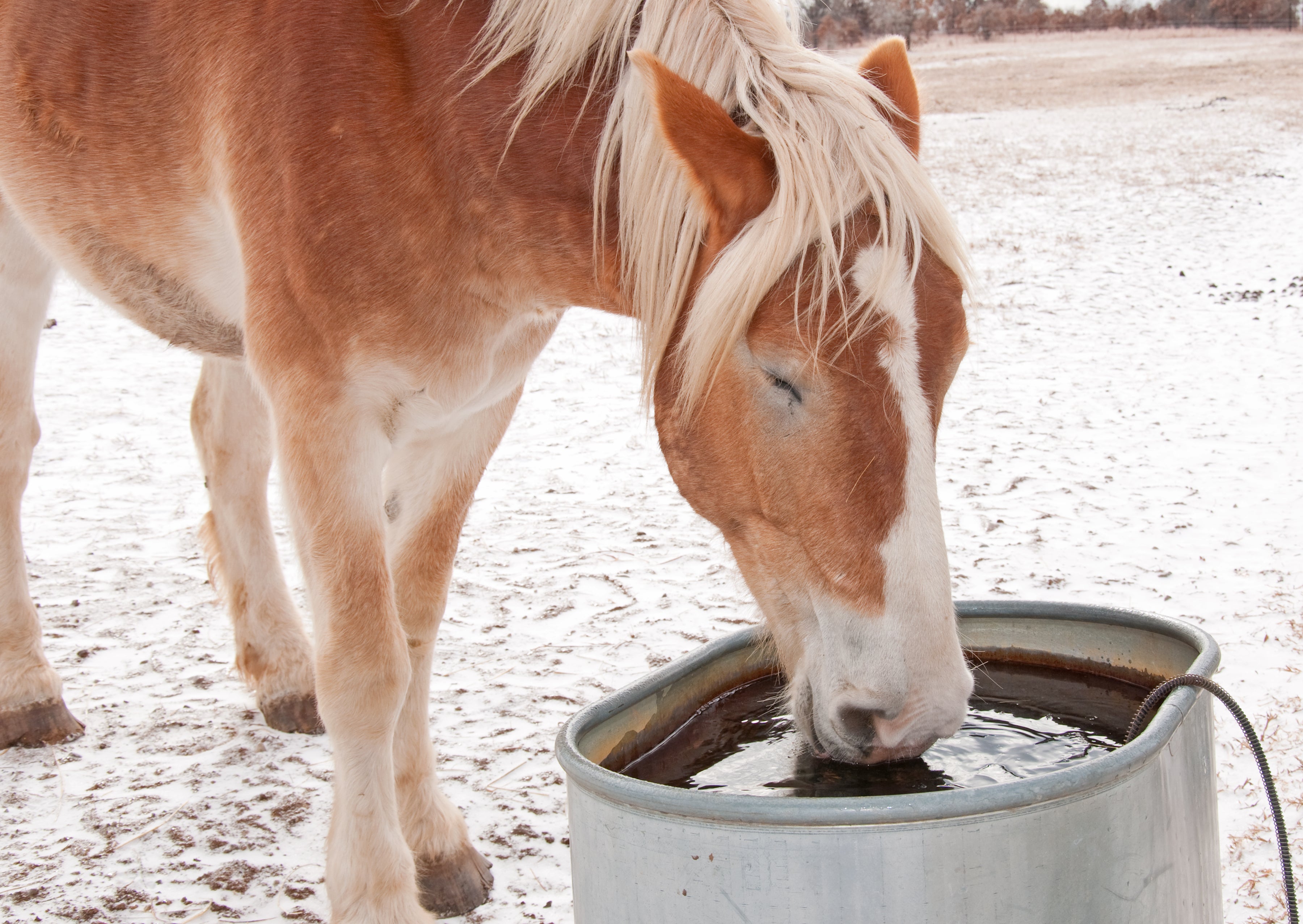 Heated water troughs for horses