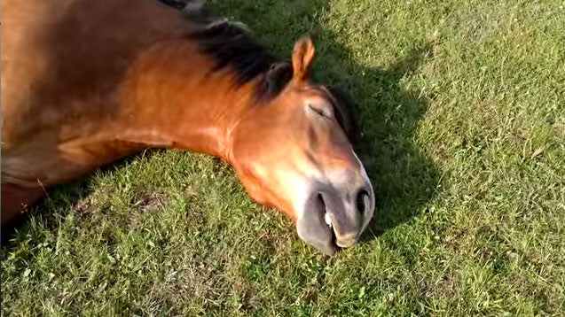 Snoring Horses? Just Too Cute!