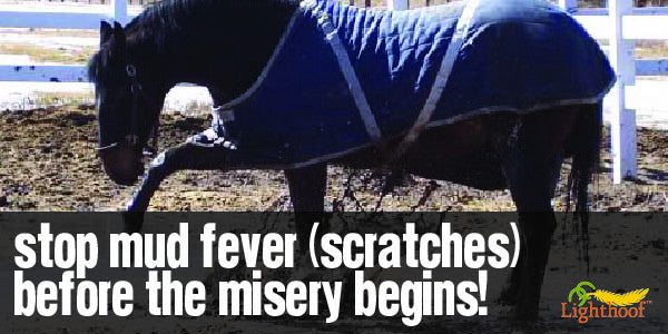 What Every Horse Owner Should Know About Mud Fever