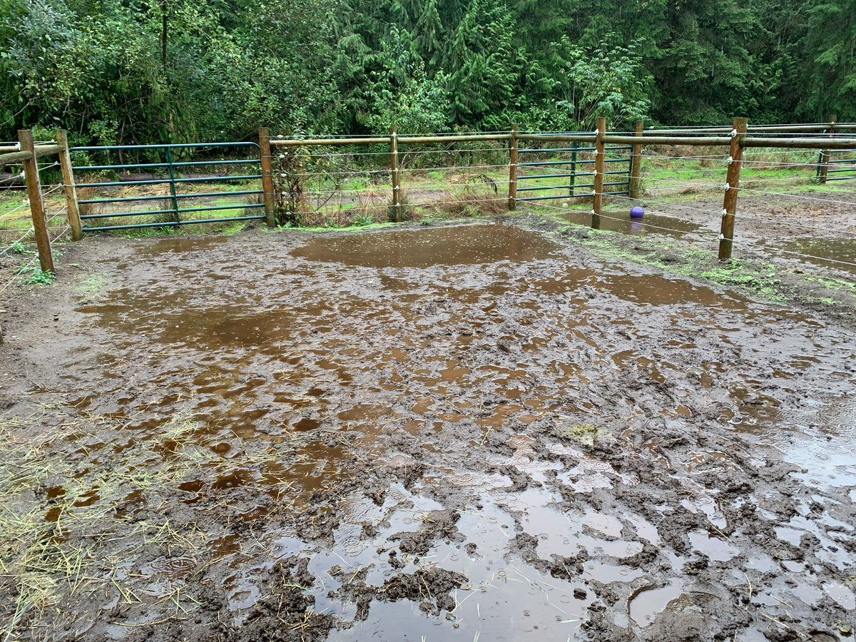 Muddy horse paddock with standing water and deep hoof prints before Lighthoof