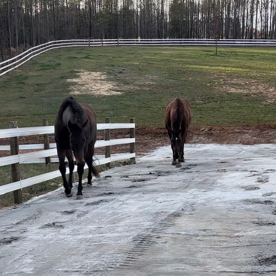 Let your horses be mud free forever with Lighthoof!