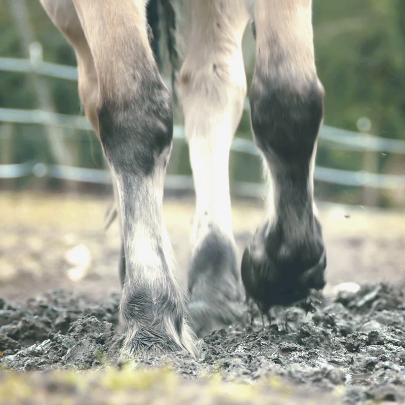 Paddock mud and horses