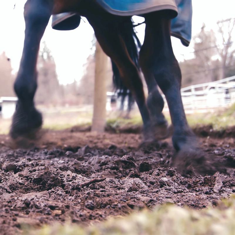 Mud can be dangerous in paddocks and pastures - causing injuries to your horse