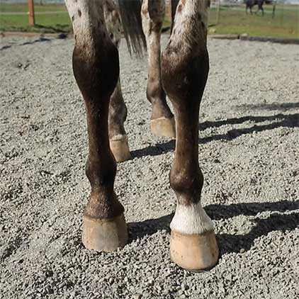 Lighthoof Equine Mud Management Panel -  - 8